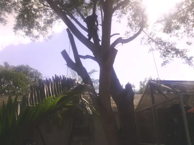 Local landscaping services experts serving North Fort Myers, FL - Tree Service By Chris