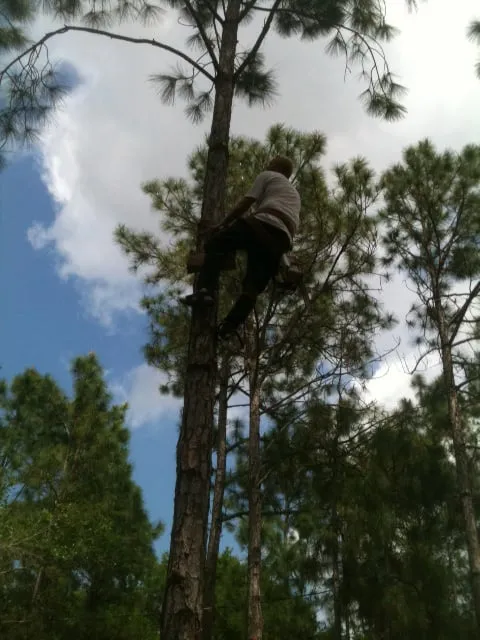 Expert lawn care service experts serving North Fort Myers, FL - Tree Service By Chris