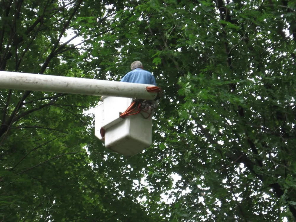Expert landscape design for outdoor upgrades in North Fort Myers, FL by Tree Service By Chris