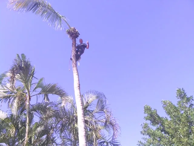 Affordable yard maintenance for year-round maintenance across North Fort Myers, FL - Tree Service By Chris