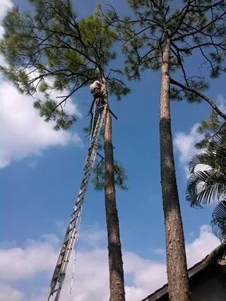 Professional garden landscaping experts serving North Fort Myers, FL - Tree Service By Chris