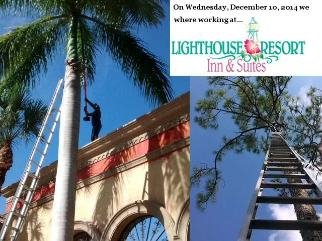 Professional yard cleanup service for year-round maintenance across North Fort Myers, FL - Tree Service By Chris