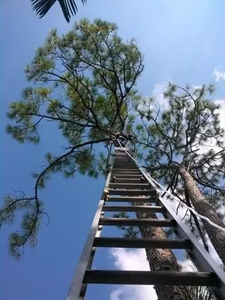 Reliable lawn mowing service in North Fort Myers, FL - Tree Service By Chris