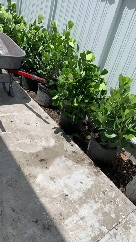 Top-rated yard cleanup service for beautiful yards across Miami, FL - Tree Service Corporation