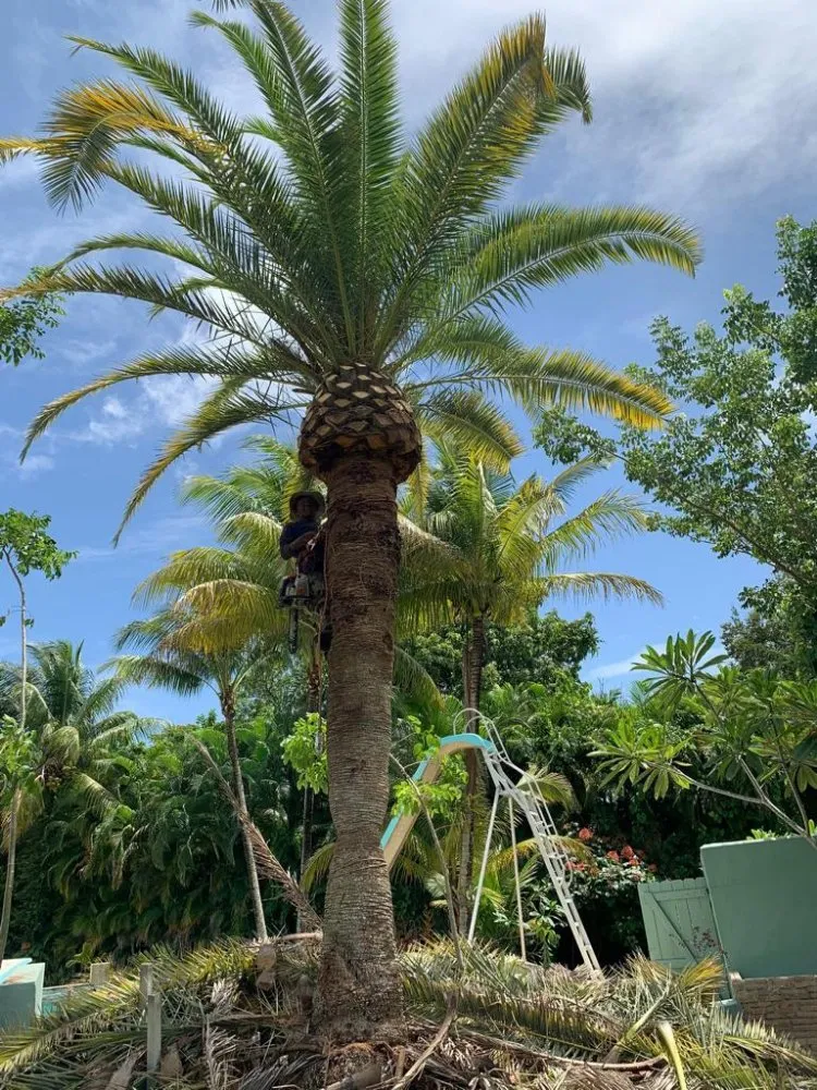 Affordable yard maintenance for homes in Miami, FL by Tree Service Corporation