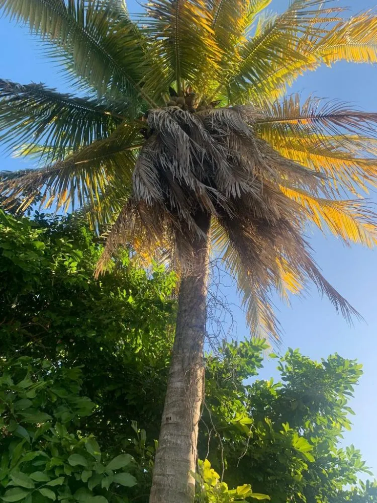 Affordable landscaping services for homes in Miami, FL by Tree Service Corporation