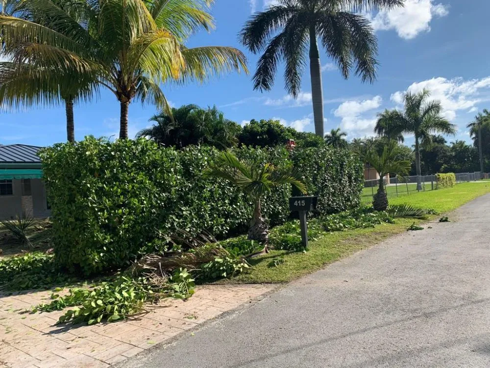 Professional lawn care service in Miami, FL - Tree Service Corporation