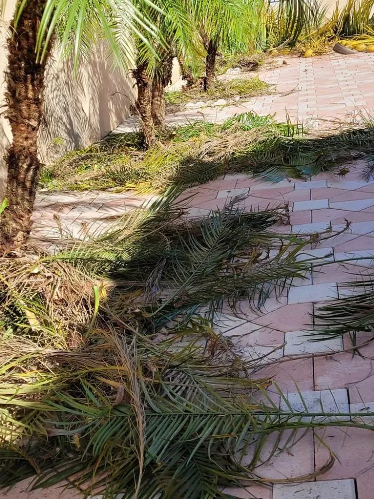 Reliable yard maintenance for homes in Miami, FL by Tree Service Corporation