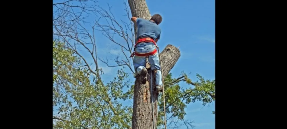 Custom landscaping services in Miami, FL by Tree Service Corporation