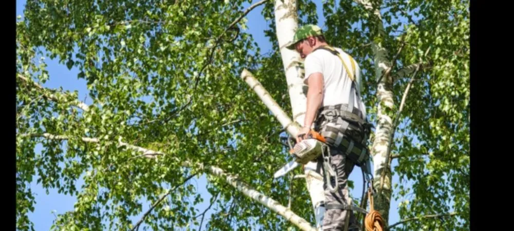 Custom lawn care service for beautiful yards across Miami, FL - Tree Service Corporation