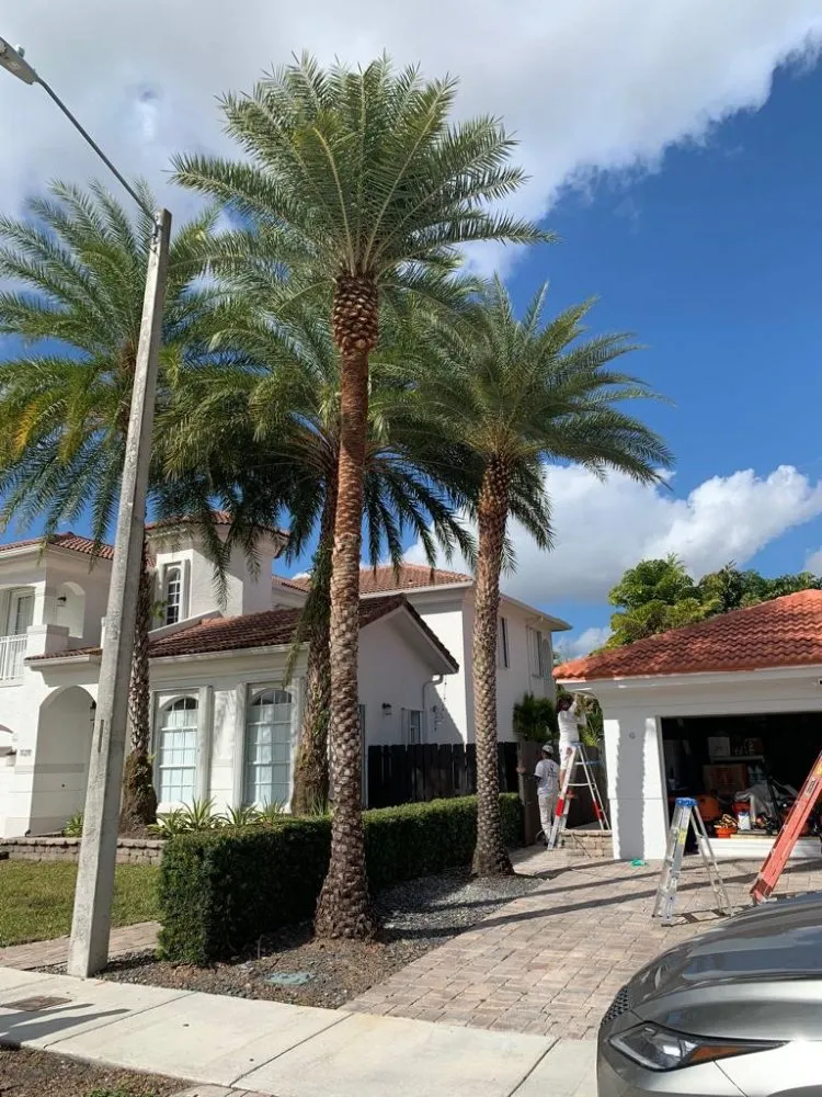 Reliable outdoor landscaping in Miami, FL by Tree Service Corporation