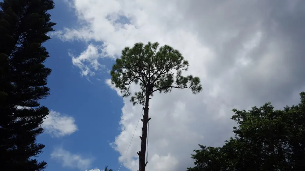 Local yard maintenance near you in West Palm Beach, FL by Tree Service Experts