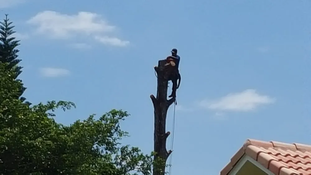 Affordable lawn care service near you in West Palm Beach, FL by Tree Service Experts