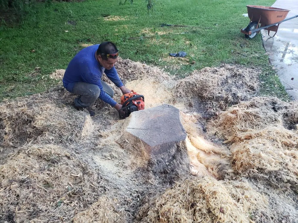 Professional lawn care service in West Palm Beach, FL by Tree Service Experts