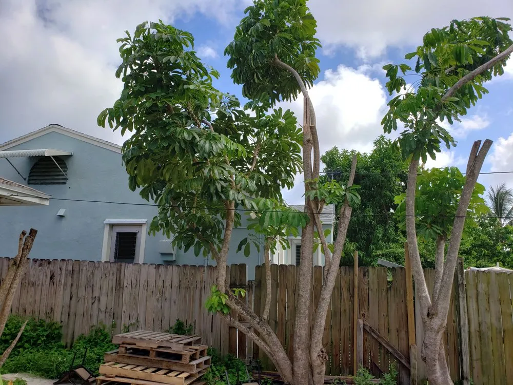 Professional landscaping services in West Palm Beach, FL - Tree Service Experts