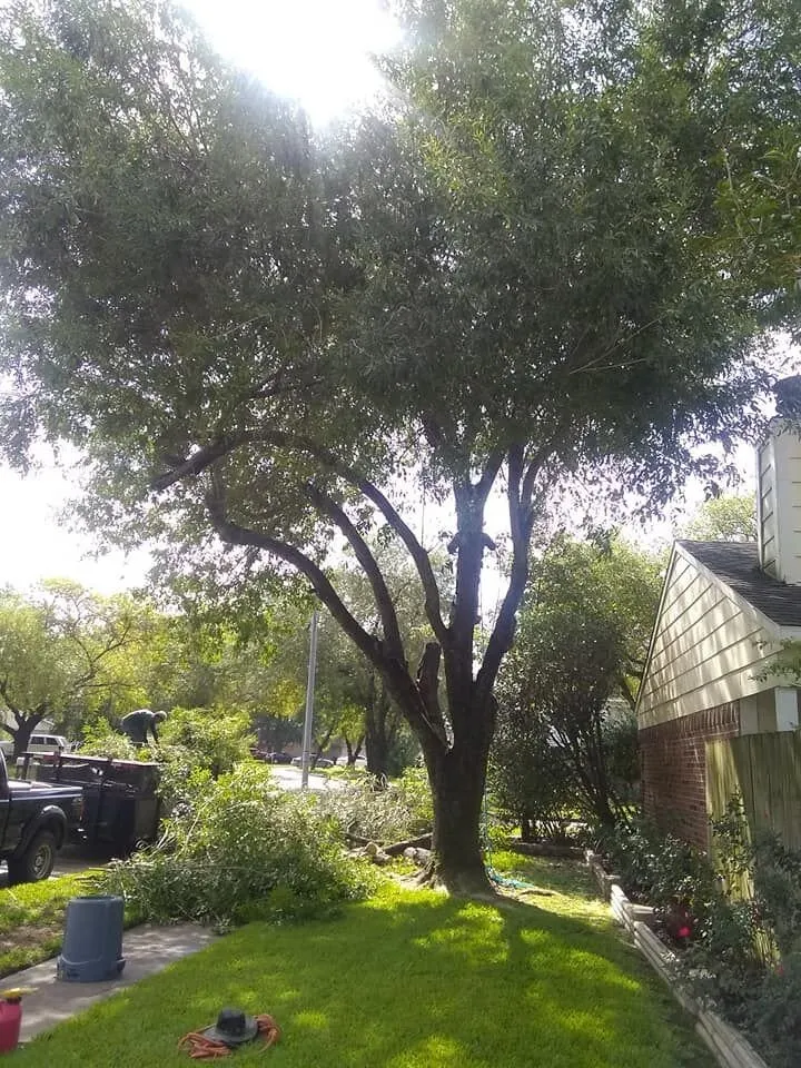 Reliable lawn mowing service in Houston, TX - Tree Service Houston Fantastic