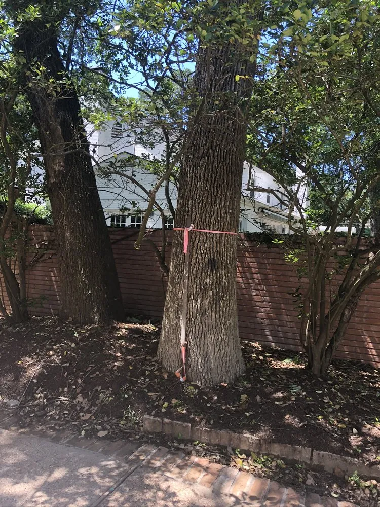 Expert yard cleanup service in Houston, TX by Tree Service Houston Fantastic