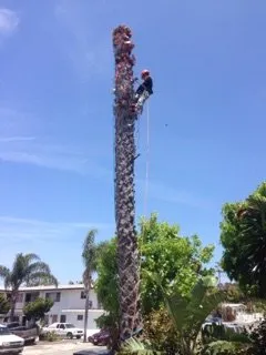 Expert yard cleanup service in Laguna Niguel, CA by Tree Service Laguna Niguel