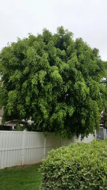 Expert landscape installation in Laguna Niguel, CA by Tree Service Laguna Niguel