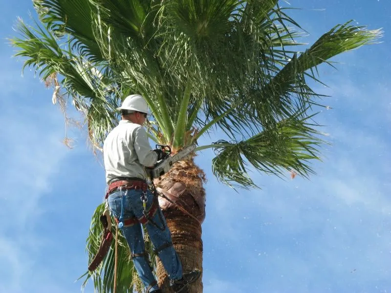 Local landscaping services experts serving Laguna Niguel, CA - Tree Service Laguna Niguel