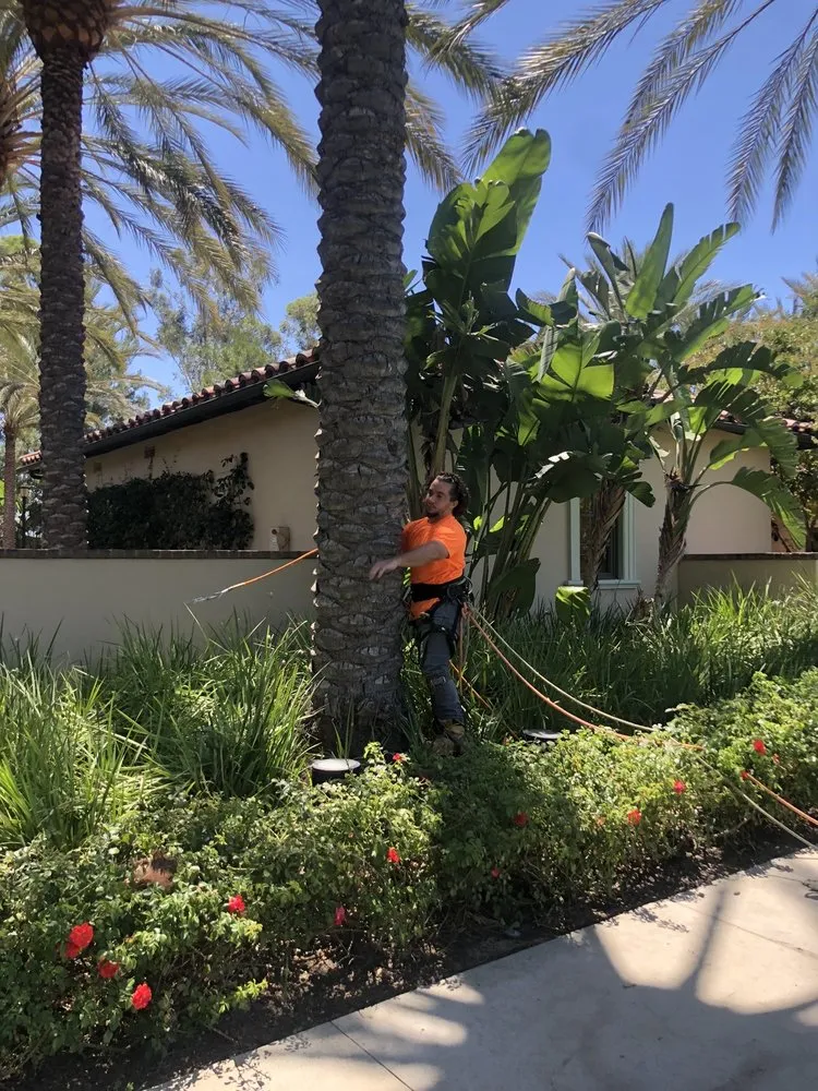 Trusted landscape design for homes across Laguna Niguel, CA - Tree Service Laguna Niguel