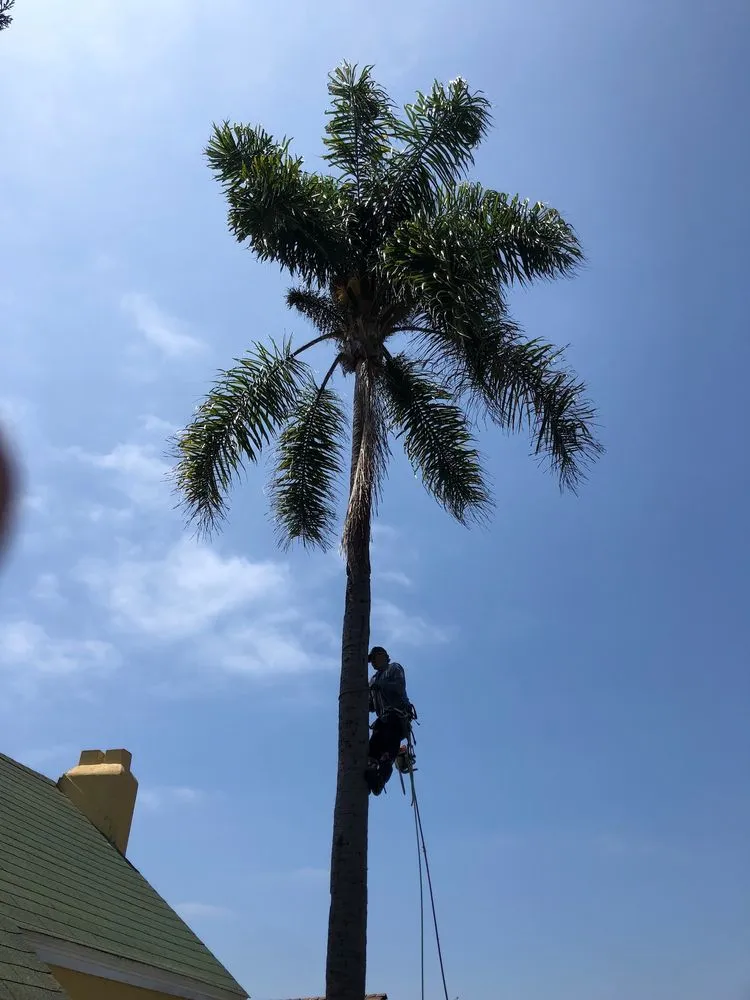 Expert lawn mowing service experts serving Laguna Niguel, CA - Tree Service Laguna Niguel