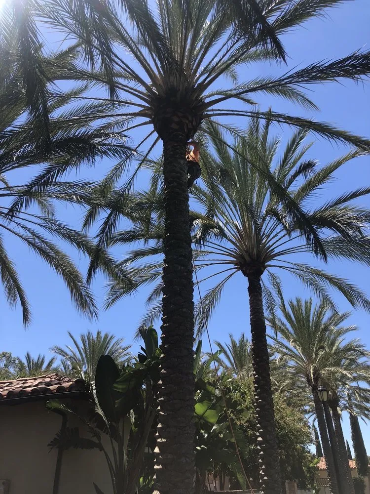 Expert lawn care service for beautiful yards in Laguna Niguel, CA by Tree Service Laguna Niguel