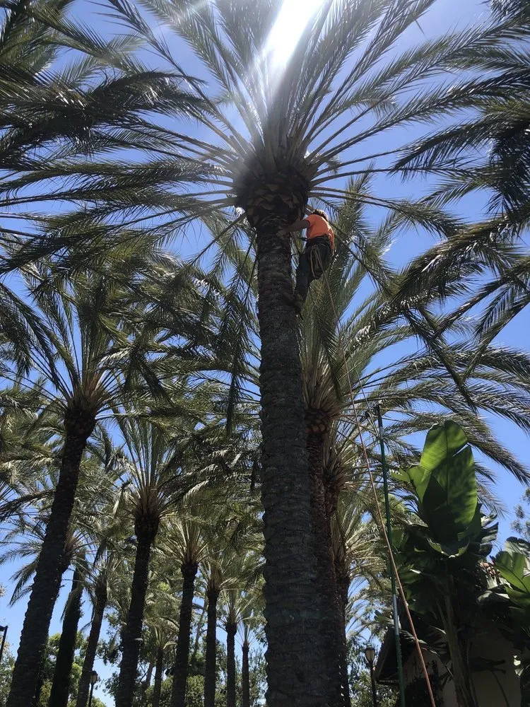 Custom yard cleanup service in Laguna Niguel, CA - Tree Service Laguna Niguel