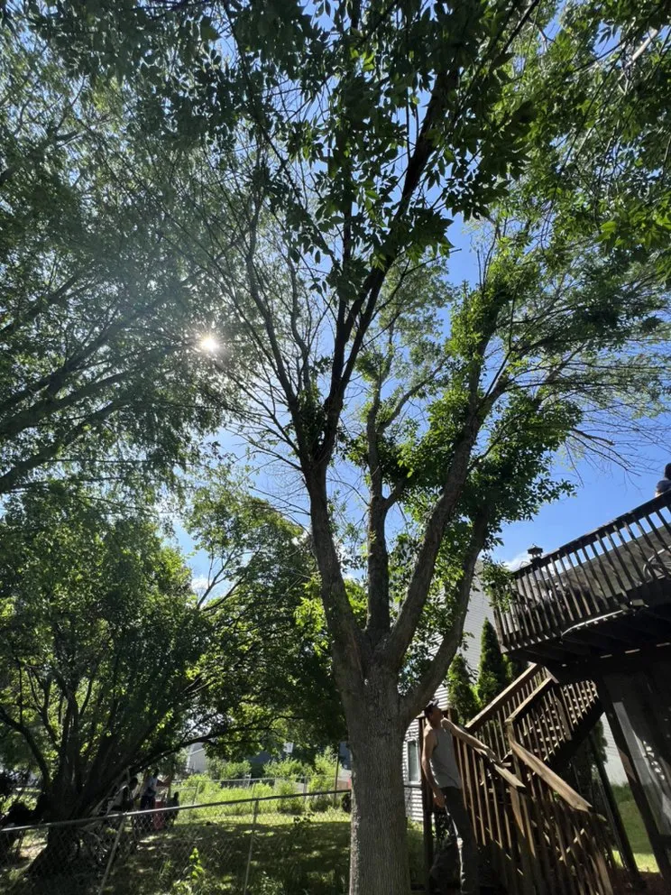 Custom lawn mowing service in North Liberty, IA by Tree Service of North Liberty