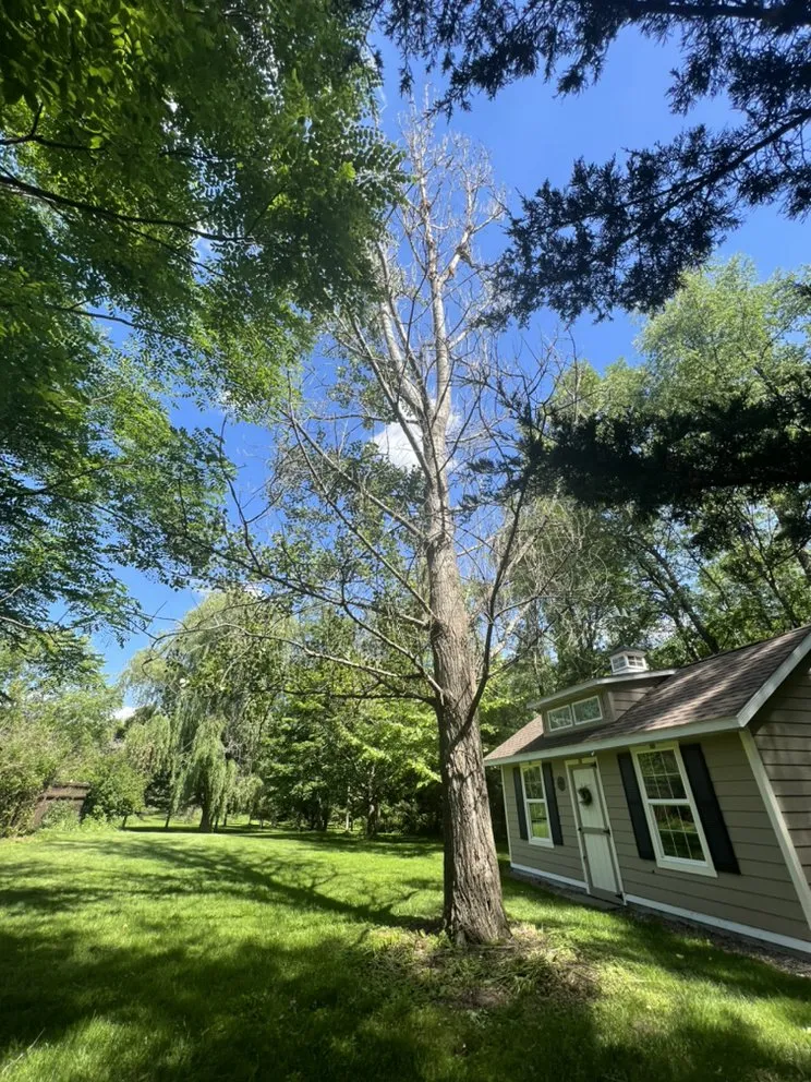 Reliable yard maintenance near you across North Liberty, IA - Tree Service of North Liberty