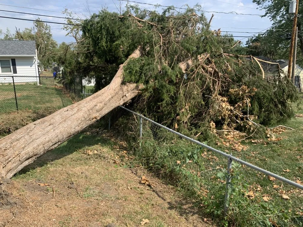 Top-rated yard cleanup service in North Liberty, IA by Tree Service of North Liberty