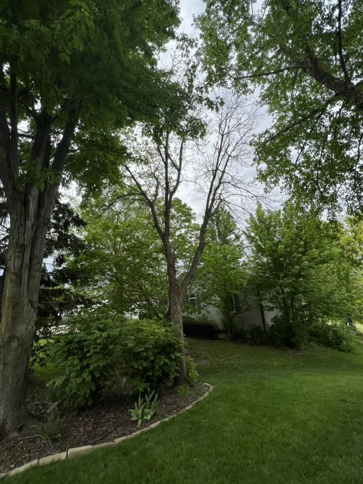 Affordable landscaping services in North Liberty, IA - Tree Service of North Liberty