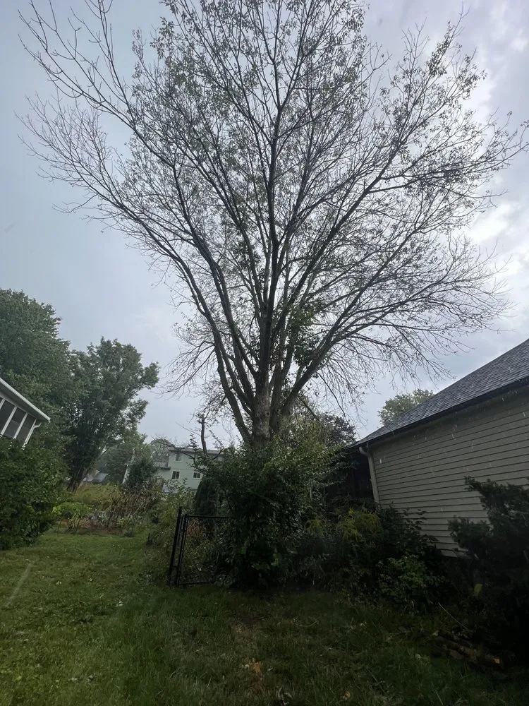 Expert landscape design in North Liberty, IA - Tree Service of North Liberty