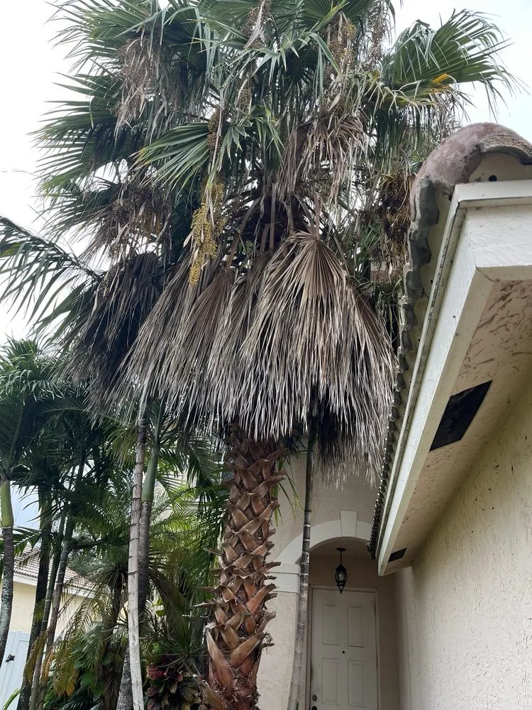 Local landscape installation for outdoor upgrades across Davie, FL - Tree Service Of South Florida