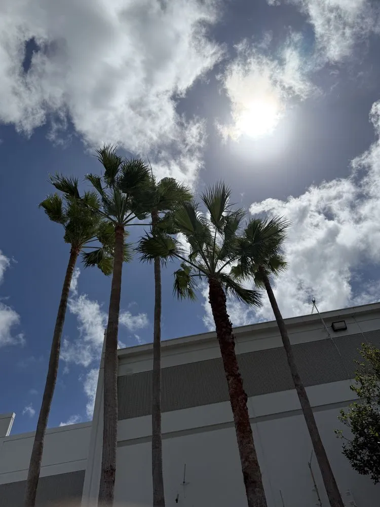 Top-rated yard cleanup service for outdoor upgrades across Davie, FL - Tree Service Of South Florida