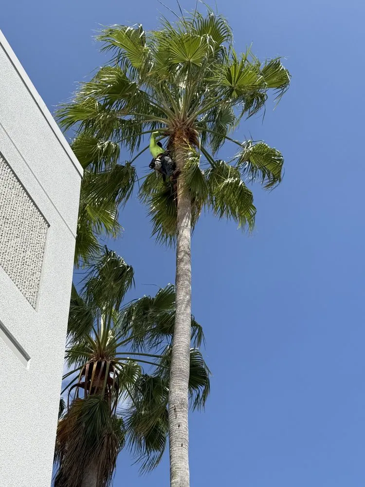 Expert landscaping services with custom design across Davie, FL - Tree Service Of South Florida