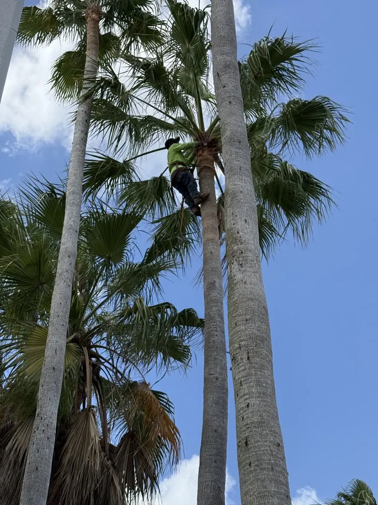 Top-rated landscaping services in Davie, FL by Tree Service Of South Florida