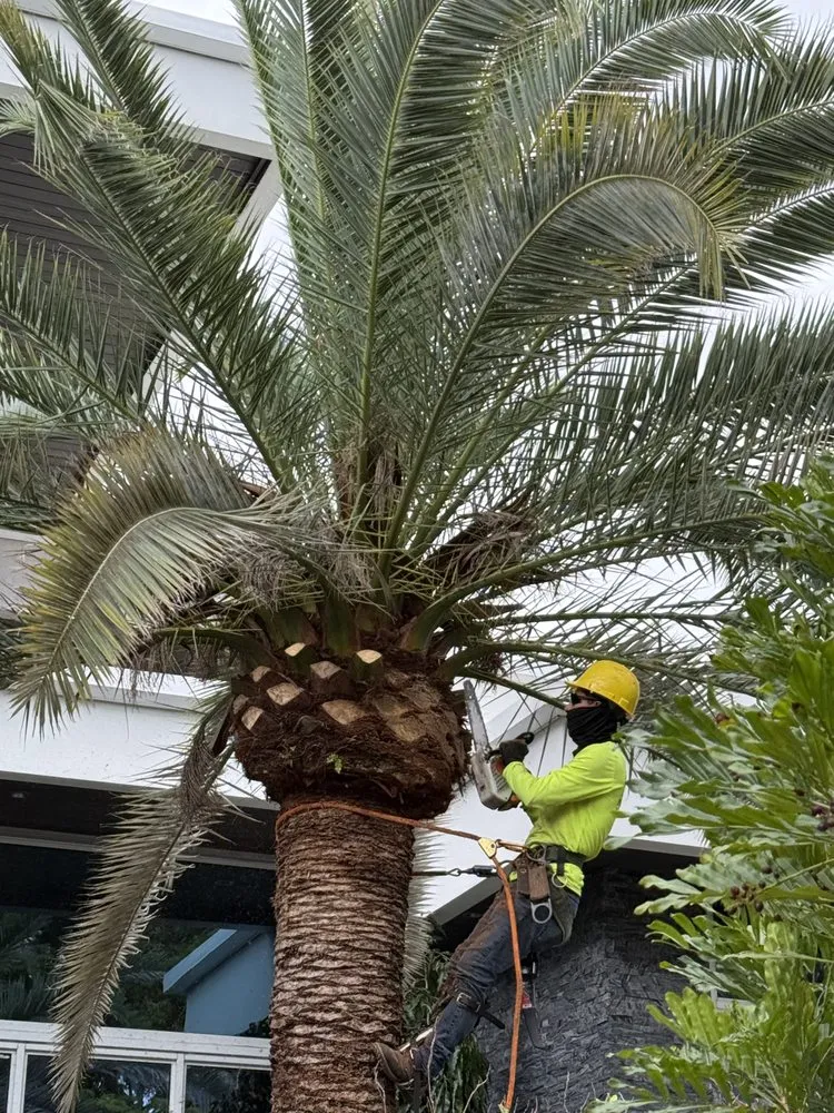 Trusted yard cleanup service near you across Davie, FL - Tree Service Of South Florida