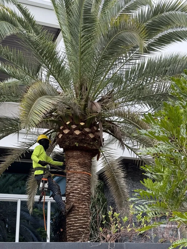 Reliable lawn mowing service for beautiful yards in Davie, FL by Tree Service Of South Florida