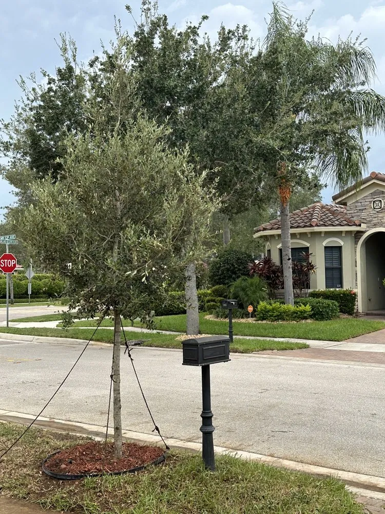 Reliable lawn care service with custom design across Davie, FL - Tree Service Of South Florida