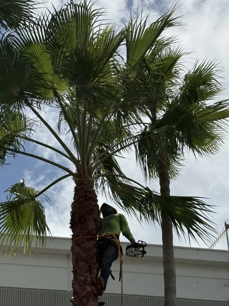 Reliable landscape installation in Davie, FL - Tree Service Of South Florida