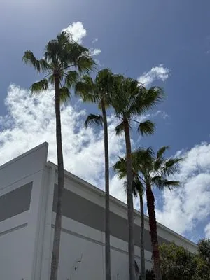 Tree Service Of South Florida Logo