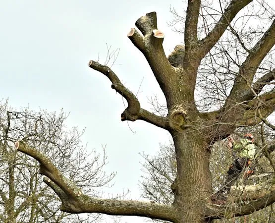 Local outdoor landscaping in South Ogden, UT by Tree Service Ogden