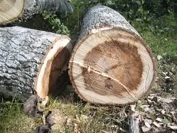 Custom lawn care service for beautiful yards in South Ogden, UT by Tree Service Ogden