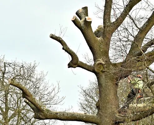 Tree Service Ogden Logo