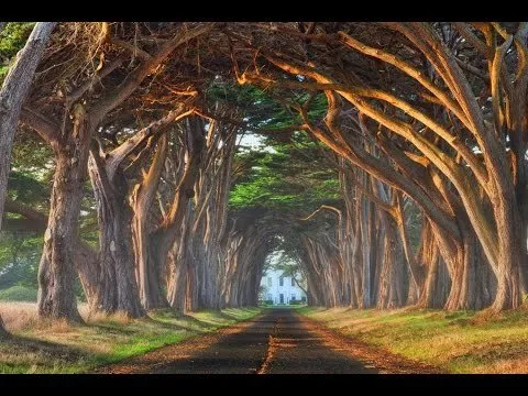 Trusted yard maintenance near you in Vallejo, CA by Tree Service Pro Vallejo