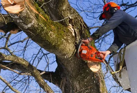 Professional residential landscaping experts serving Vallejo, CA - Tree Service Pro Vallejo