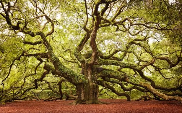 Trusted lawn mowing service for year-round maintenance in Vallejo, CA by Tree Service Pro Vallejo