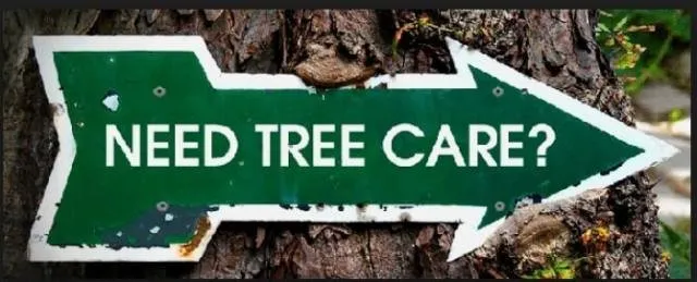 Top-rated yard cleanup service in Vallejo, CA - Tree Service Pro Vallejo