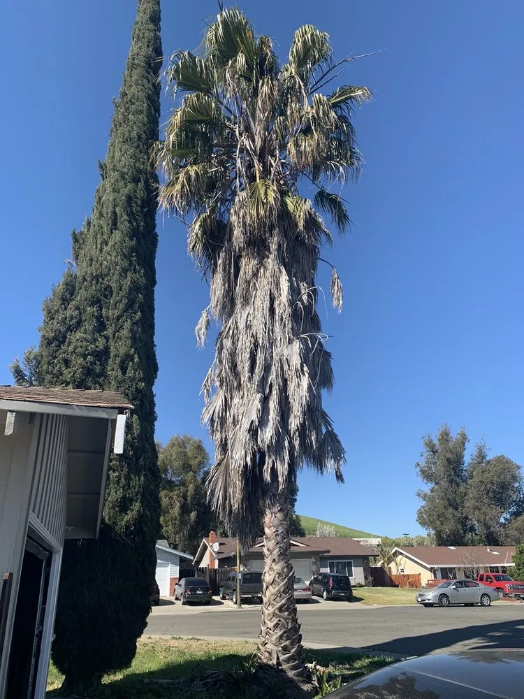 Trusted lawn care service for year-round maintenance across Vallejo, CA - Tree Service Pro Vallejo